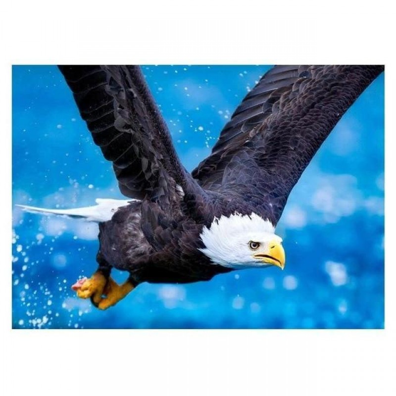 Für Anfänger Adler...