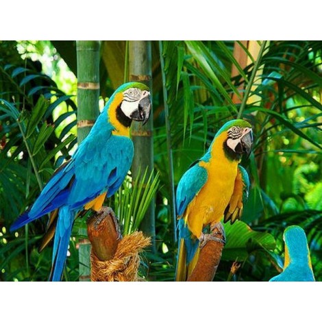 Für Anfänger Schattig Papagei 5D Diamond Painting /Diamant Malerei Set NA0102