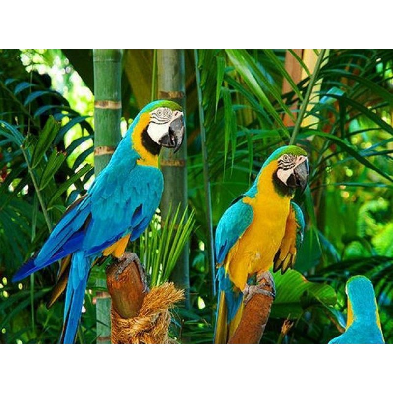 Für Anfänger Schat...