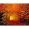 2019 Landschap Herbst Wald 5d Diamond Painting /Diamant Malerei Set VM39030