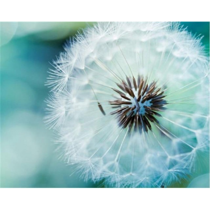 2019 Traum Mooi Wit ...