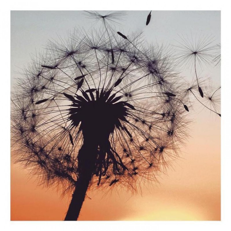 Für Anfänger Löwe...