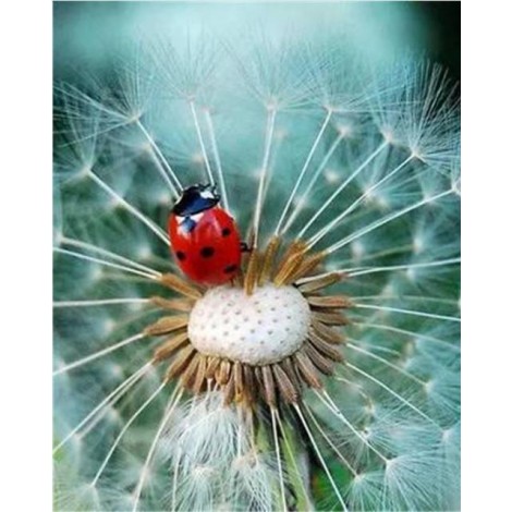 2019 Traum Mooi Wit Löwenzahn 5d Diamond Painting /Diamant Malerei Set VM9770