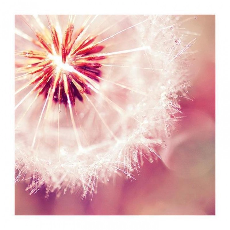 2019 Neuankömmling ...