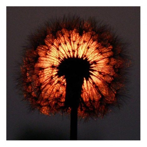 2019 Neuankömmling Löwenzahn 5d Diamond Painting /Diamant Malerei Set QB5143