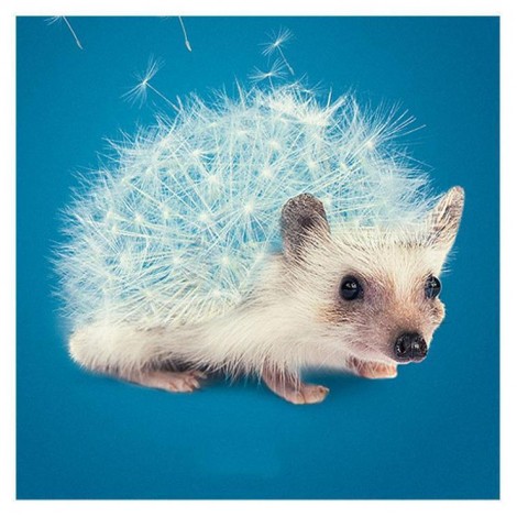 Schlussverkauf Besondere Löwenzahn 5d Diamond Painting /Diamant Malerei Set QB5149