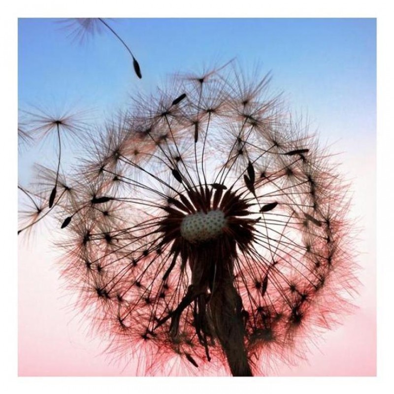 Besondere Löwenzahn...