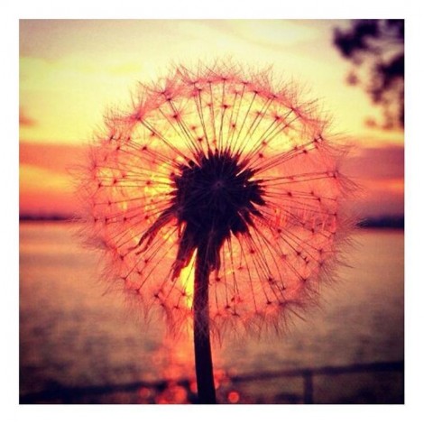 Für Anfänger Löwenzahn 5d Diamond Painting /Diamant Malerei Set QB5157