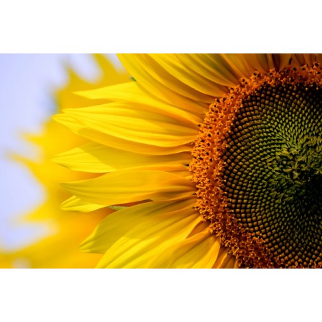 Für Anfänger Pflanze Sonnenblumen 5D Diamond Painting /Diamant Malerei Set NA0062