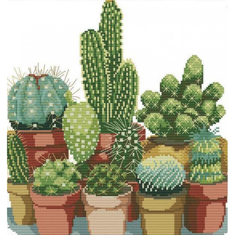 Besondere Pflanze Kaktus ...