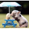 2019 Neuankömmling Schlussverkauf Schattig Schwein Eating Ice Cream 5d Diamond Painting /Diamant Malerei Set VM1012
