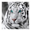 Für Anfänger Tiger Bilder 5d Diamond Painting /Diamant Malerei Set QB6431