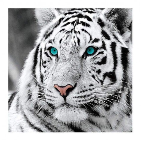 Für Anfänger Tiger Bilder 5d Diamond Painting /Diamant Malerei Set QB6431