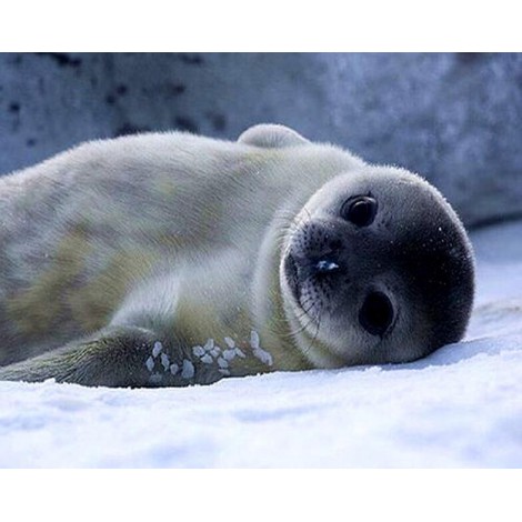 Für Anfänger Seehunde 5d Diamond Painting /Diamant Malerei Set NA0497