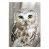 Muur Billig Liefdely Wit Eule Diamond Painting /Diamant Malerei Set AF9254