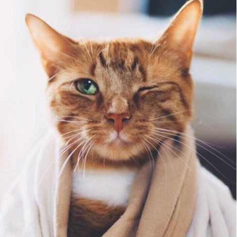 Haustiere Bilder Benutzerdefinierte 5D Diamond Painting /Diamant Malerei Stickerei Kreuzstich Set FC020