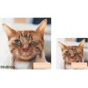 Haustiere Bilder Benutzerdefinierte 5D Diamond Painting /Diamant Malerei Stickerei Kreuzstich Set FC020