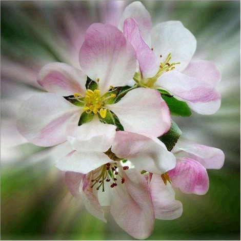 Für Anfänger Blume 5d Vol Diamond Painting /Diamant Malerei Set QB5743