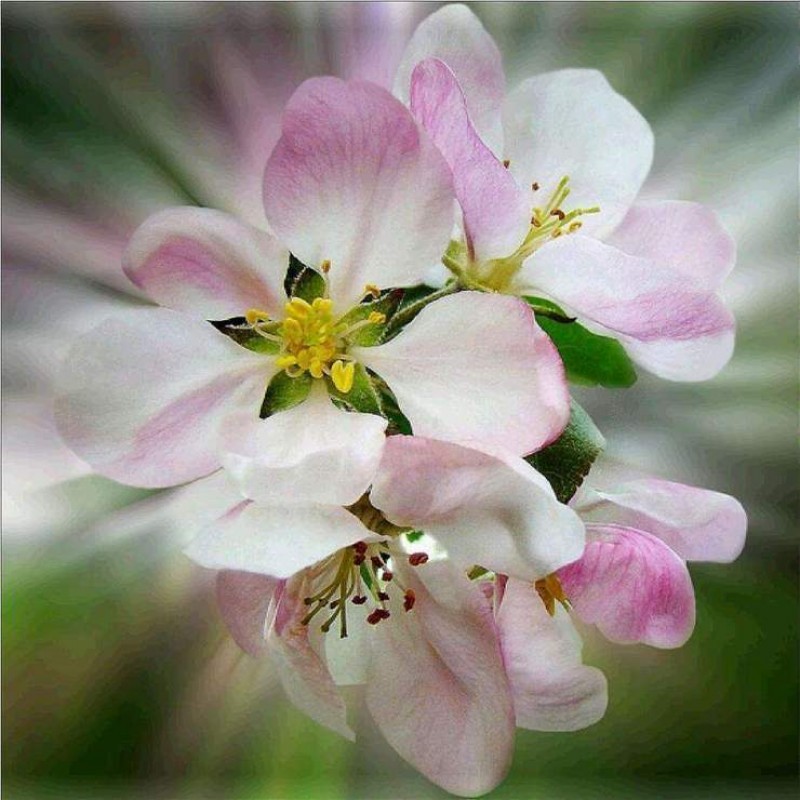 Für Anfänger Blume...