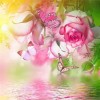 2019 Traum Moderne Kunststile Rosa Blume Schmetterling 5d Diamond Painting /Diamant Malerei Set VM7900