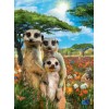 2019 Neuankömmling Schlussverkauf Meerkat Familie 5D Diamond Painting /Diamant Malerei Set VM7809