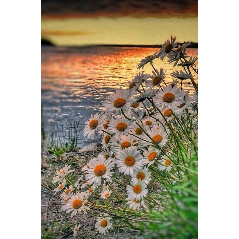 2019 Neuankömmling ...