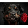 2019 Besondere Hund Rottweiler Bilder 5d Diamond Painting /Diamant Malerei Set VM09854