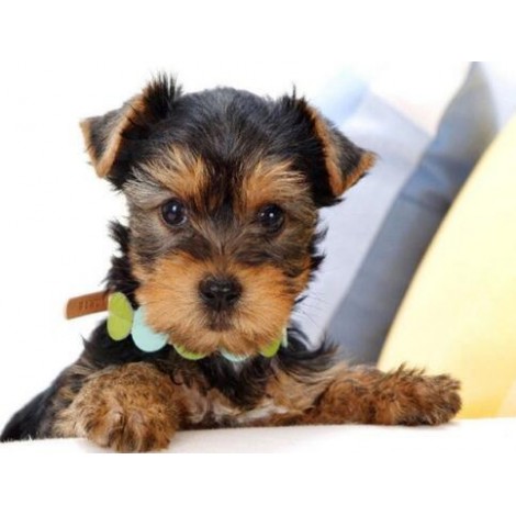 Schlussverkauf Schattig Hund Bestees Geburtstagsgeschenk 5d Diamond Painting /Diamant Malerei Set VM7366