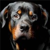 2019 Besondere Hund Rottweiler Bilder 5d Diamond Painting /Diamant Malerei Set VM9854