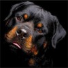 2019 Besondere Hund Rottweiler Bilder 5d Diamond Painting /Diamant Malerei Set VM9853