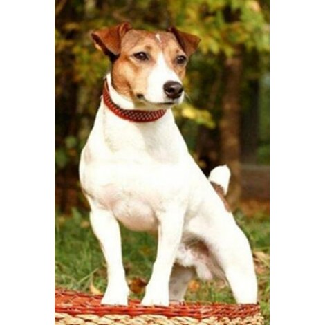 Neuankömmling Schlussverkauf Eckig Strasssteine Diamond Schattig Hund 5d Diamond Painting /Diamant Malerei Set VM7360