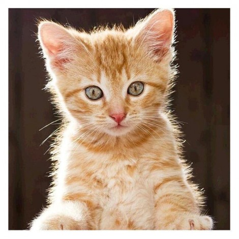 Neuankömmling Katze 5d Diamond Painting /Diamant Malerei Set QB9999